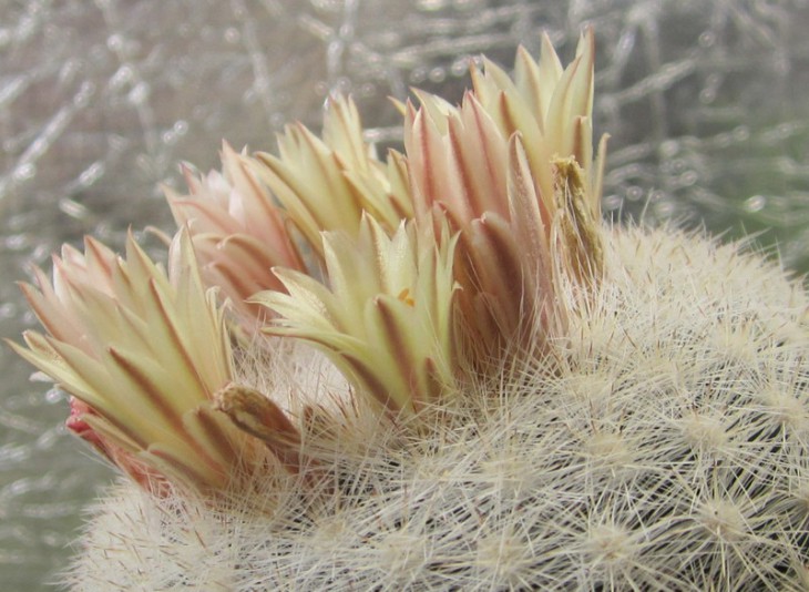 КС-1023  Mammillaria candida.jpg