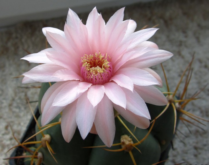 КС-1020 Gymnocalycium horstii.jpg