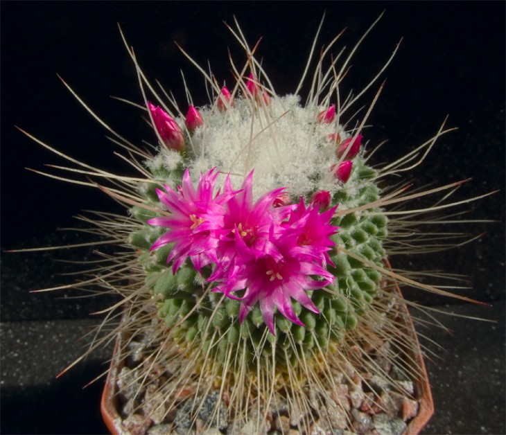 Mammillaria spinosissima 'Uno Piko'