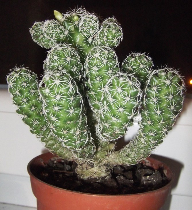 DSCF2335.JPG