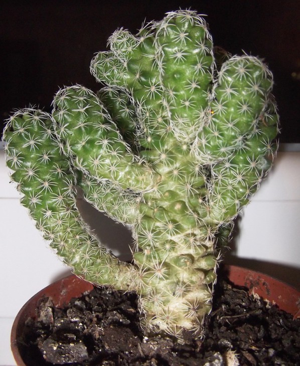 DSCF2336.JPG