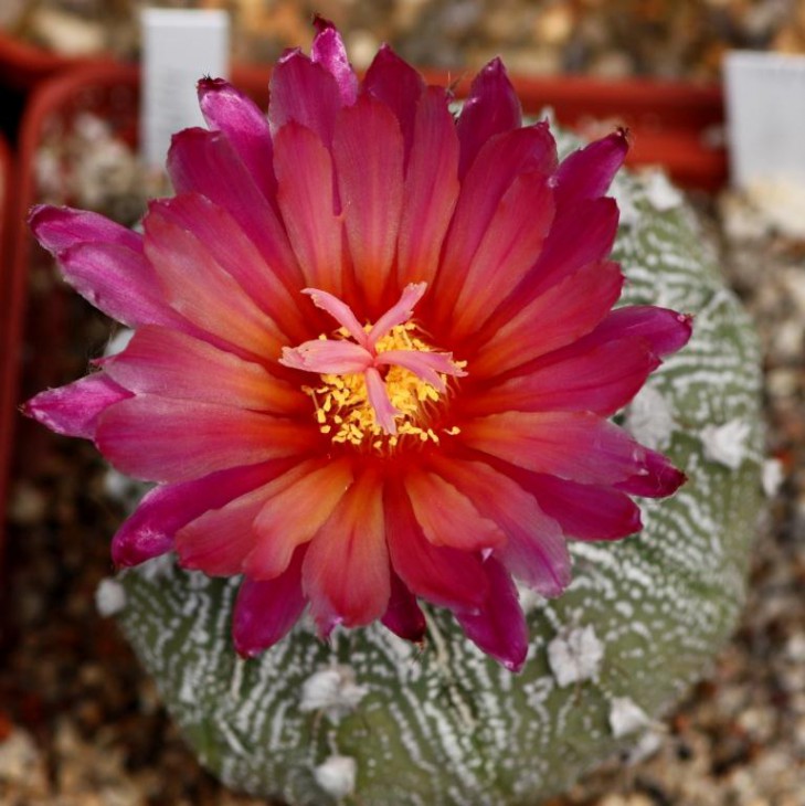 A. Asterias Red flower .JPG