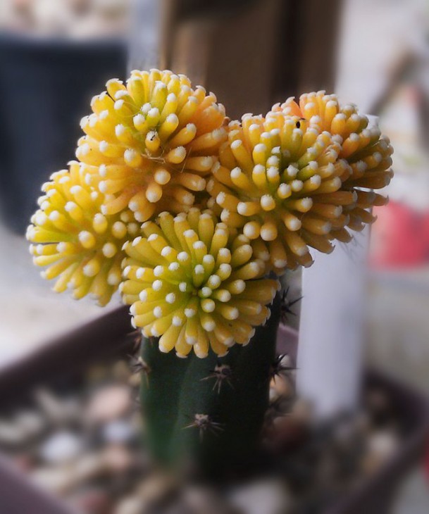 Mammillaria luethyi yellow