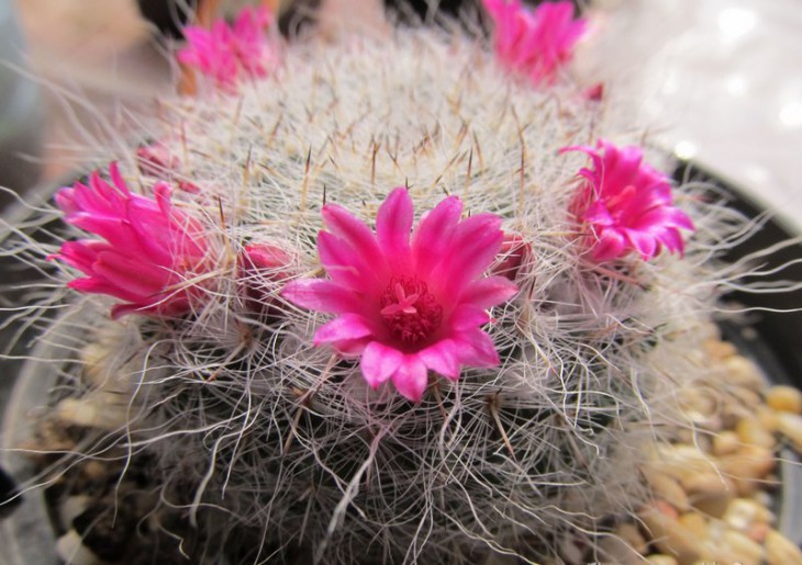 Mammillaria hahniana ssp. woodsii