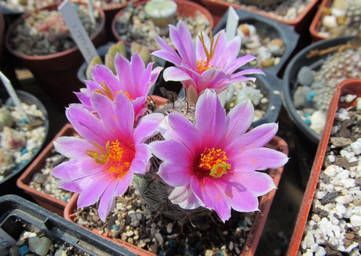 Mammillaria boolii