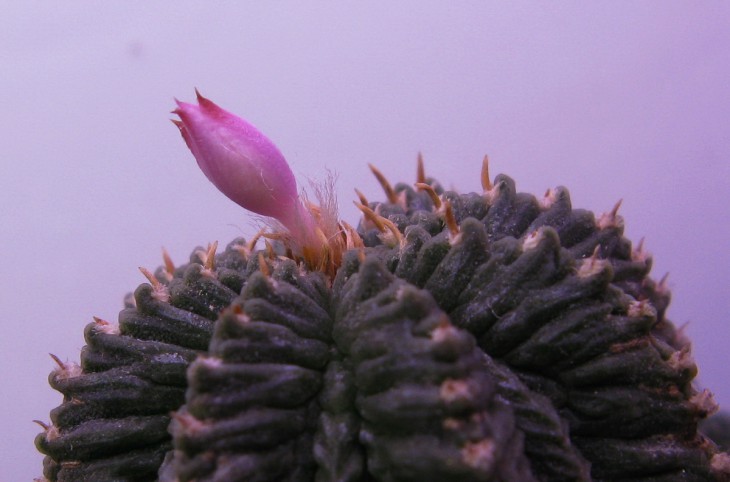 Aztekium ritteri