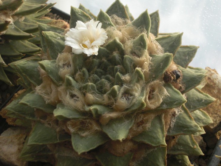 Ariocarpus retusus &quot;D&quot; (&quot;33.84&quot; - Mesa Garden)