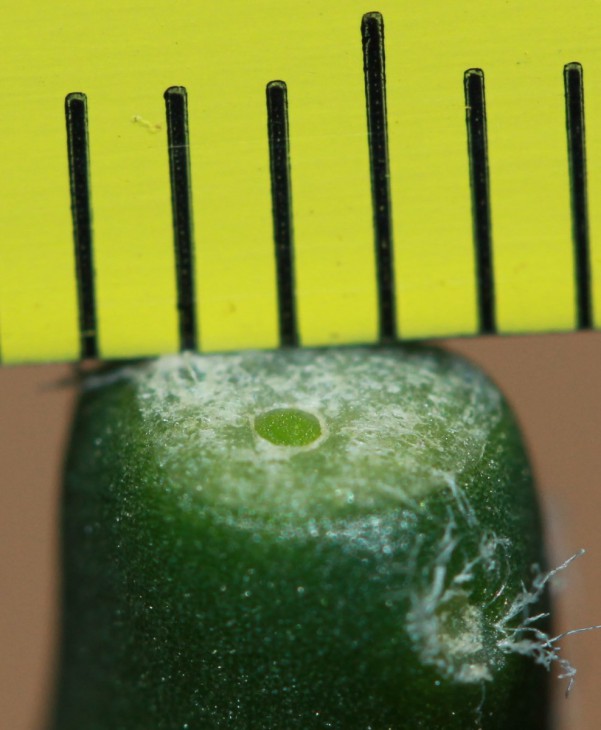 Parodia gibbulosoides