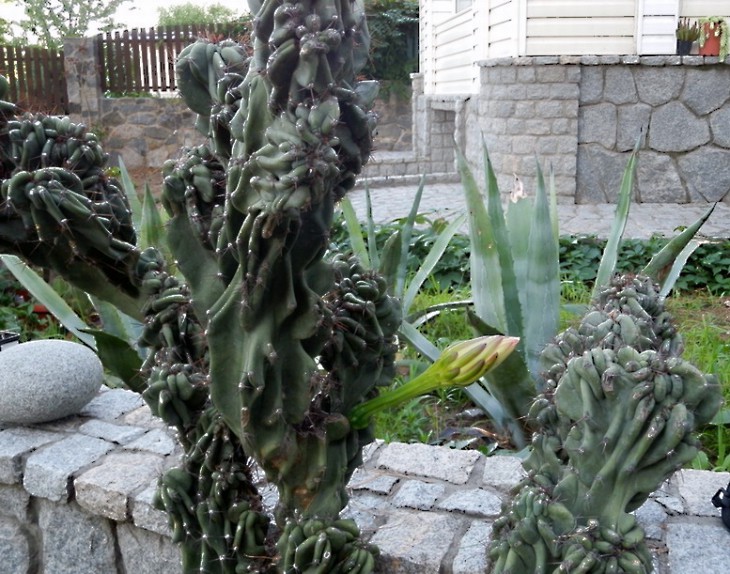 P7181624.jpg1.jpg