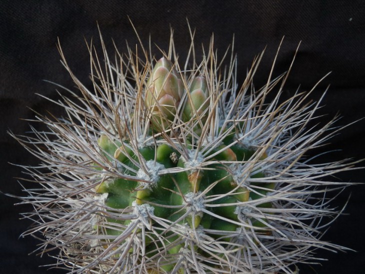 gymnocalycium valnicekianum