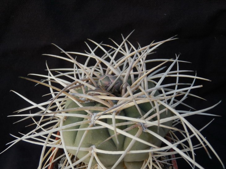 gymnocalycium cardenasianum