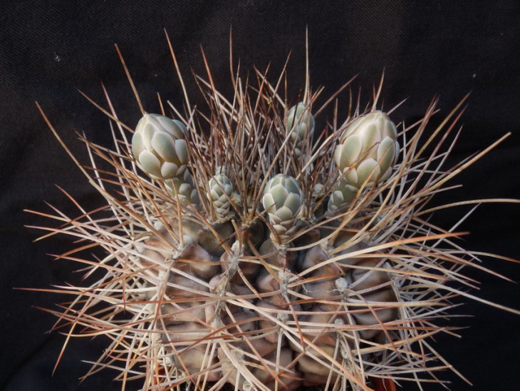 gymnocalycium schickendantzii v delaetii