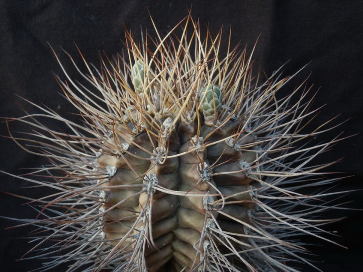 gymnocalycium pungens