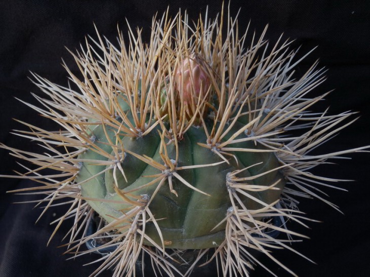 gymnocalycium eurypleurum