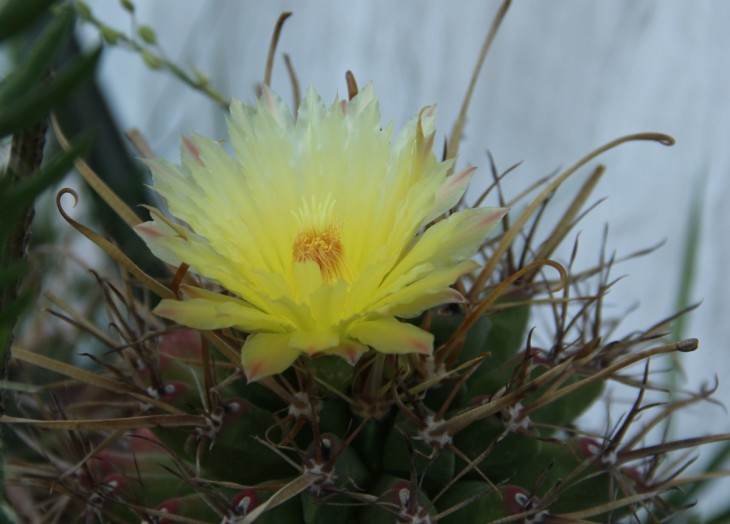 Astrobergia (Astrophytum crassispinoides x Leuchtenbergia principis)