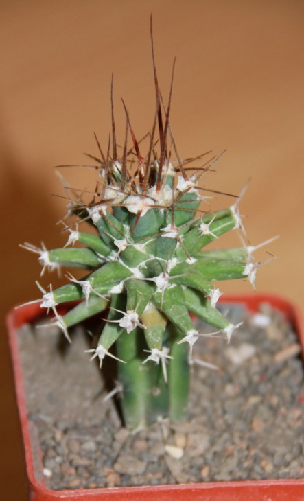 Ferobergia 'Violet'  F2 красная колючка