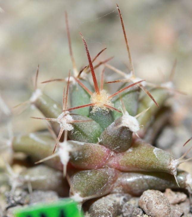 Ferobergia 'Violet'  F2