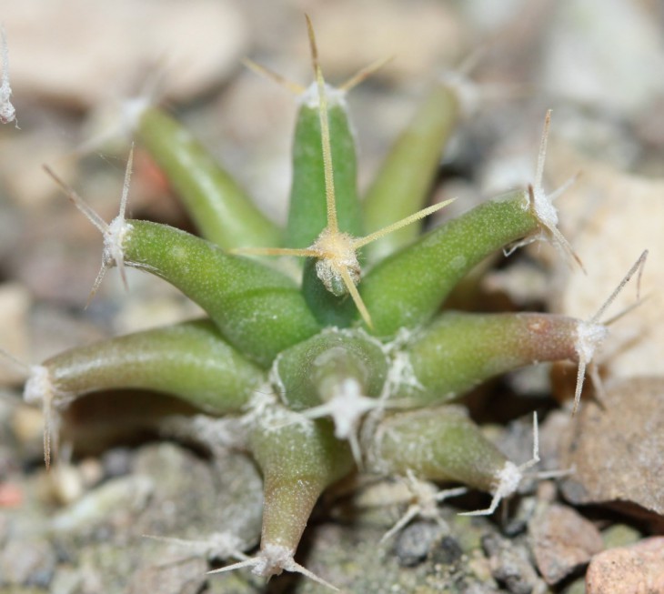 Ferobergia 'Violet'  F2
