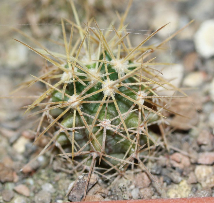 Ferobergia 'Violet'  F3