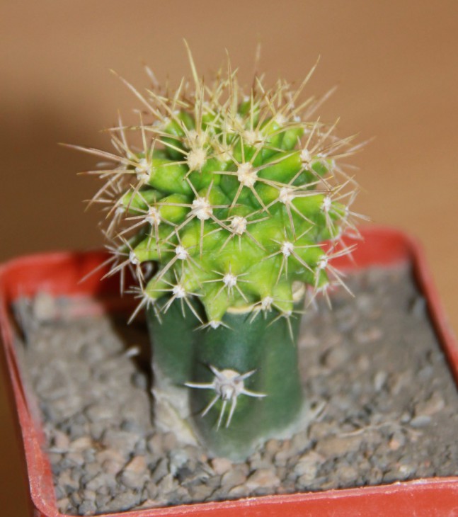 (Ferobergia 'Violet' х F. fordii) х Ferobergia 'Violet'
