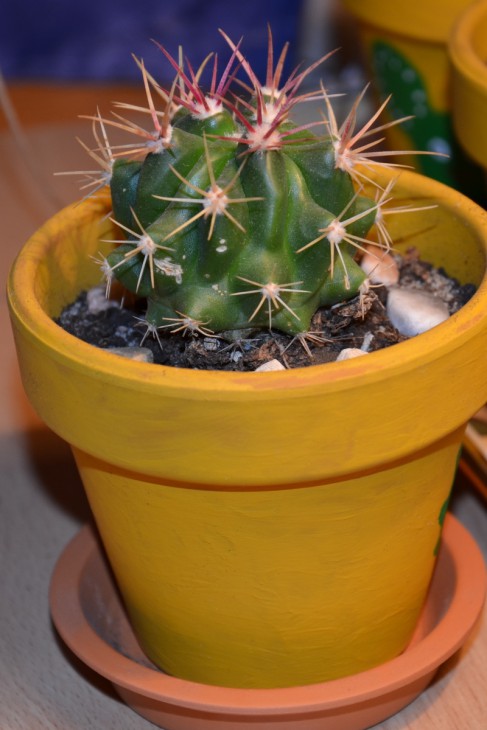 DSC_0538.JPG
