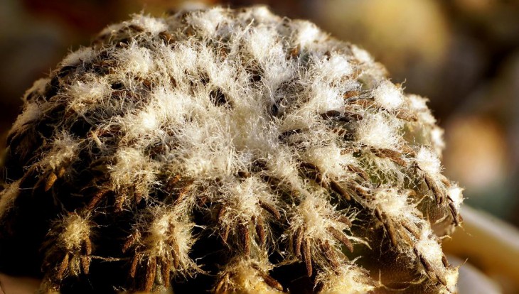 сеянец Discocactus woutersianus