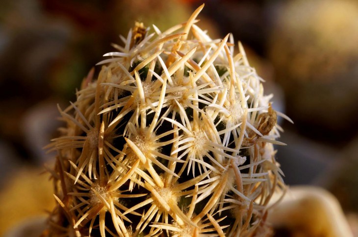 Escobaria nillilae