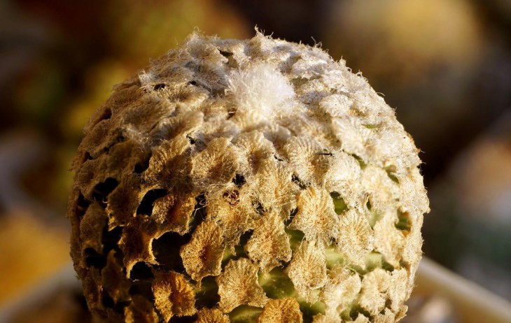 Turbinicarpus valdesiana