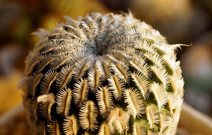 Turbinicarpus pseudopectinatus