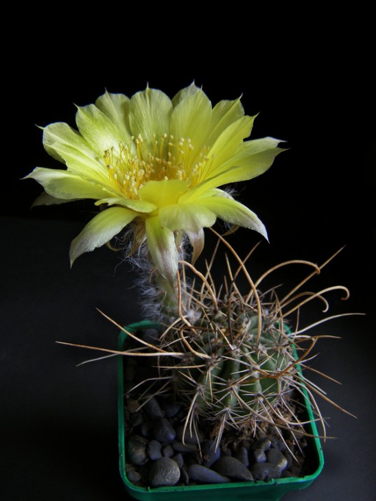 Lobivia aurea var. robustior P105
