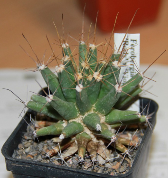 Ferobergia 'Violet' и Ferobergia 'Rody'