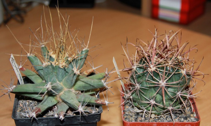 Ferobergia 'Violet' F2