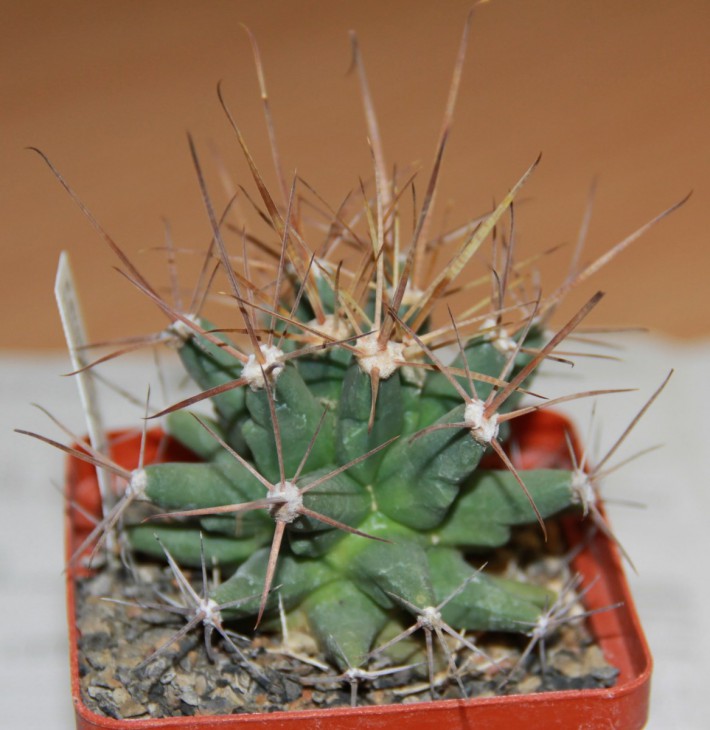 Ferobergia 'Violet' F2