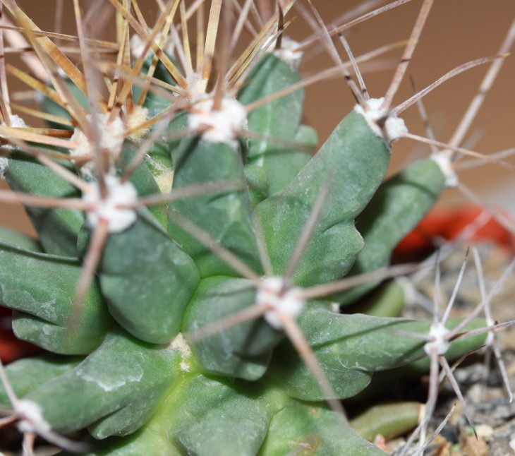 Ferobergia 'Violet' F2