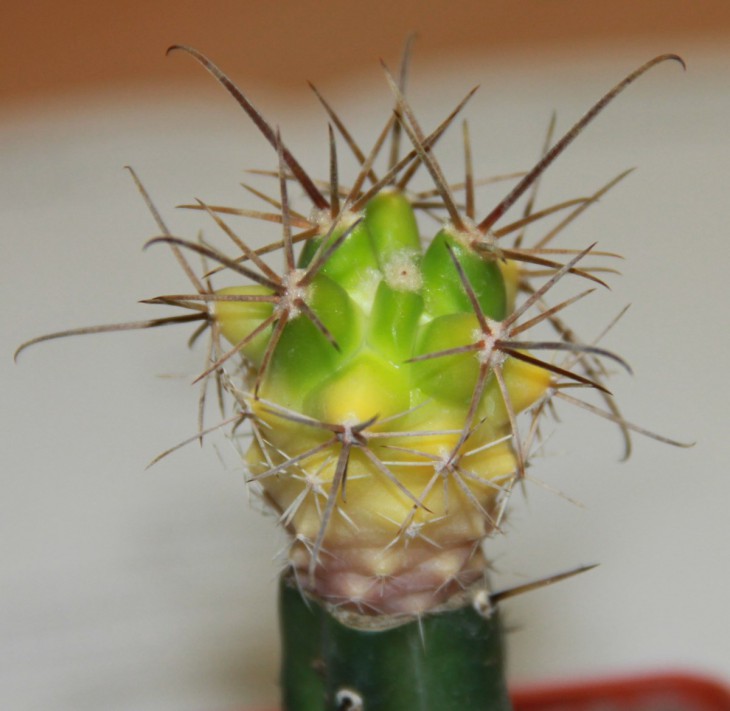 Ferobergia 'Violet' F2 х  Ferocactus orcuttii