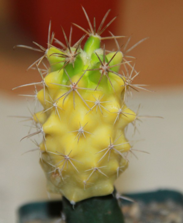 Ferobergia 'Violet' F2 х  Ferocactus orcuttii