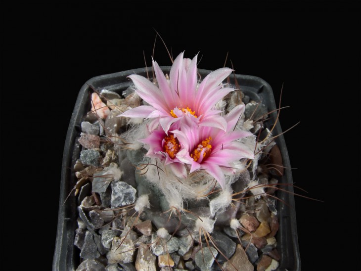 Turbinicarpus laui