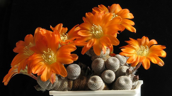 Aylostera heliosa