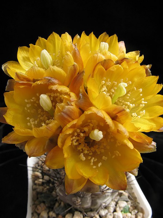 Weingartia kargliana