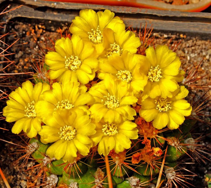 Weingartia neocumingii