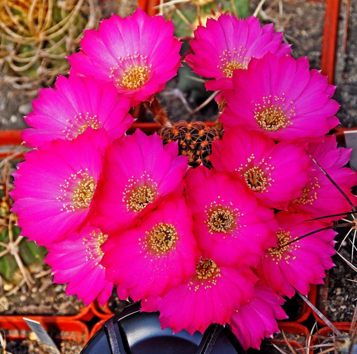 Lobivia winteriana