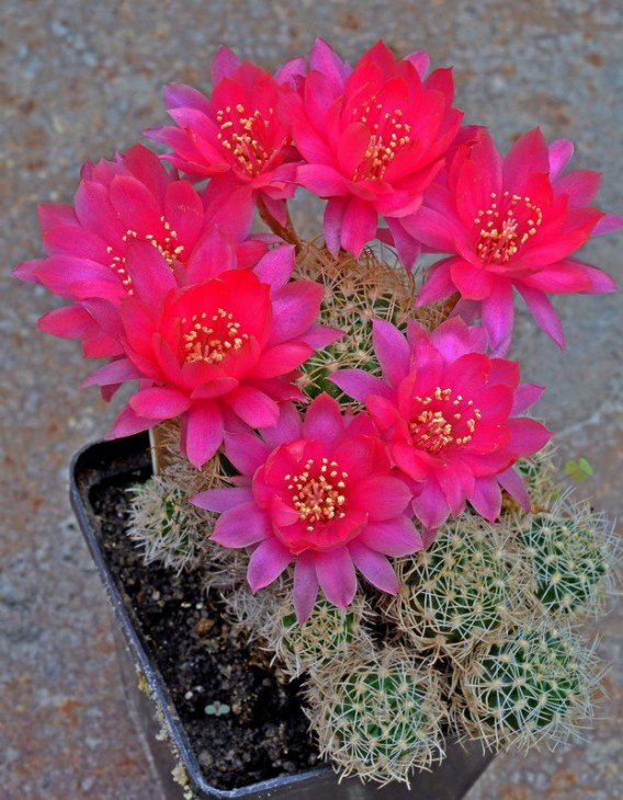 Lobivia schieliana v. albesсens