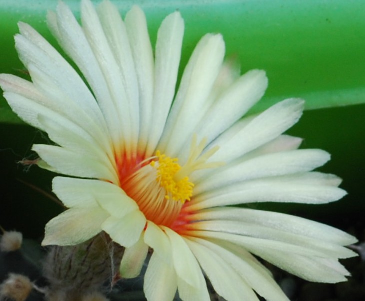 SI_0039.jpg
