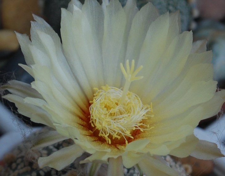 SI_0057.jpg