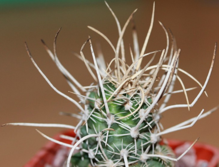 Navajoa peeblesiana ssp. fickeisenii SB 468 Fredonia, Az