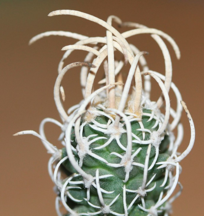 Navajoa peeblesiana v. maia