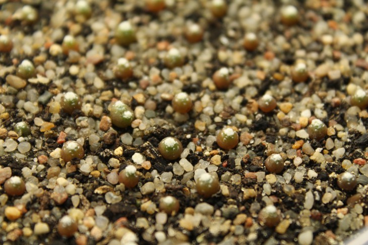 B. subterranea