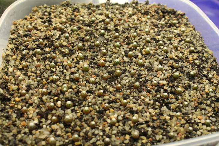 B. subterranea