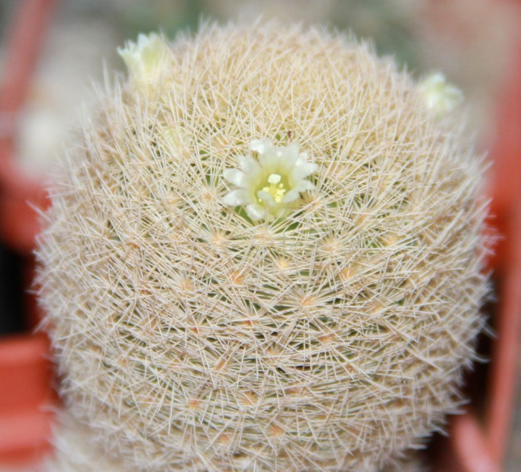 Mammillaria magallanii