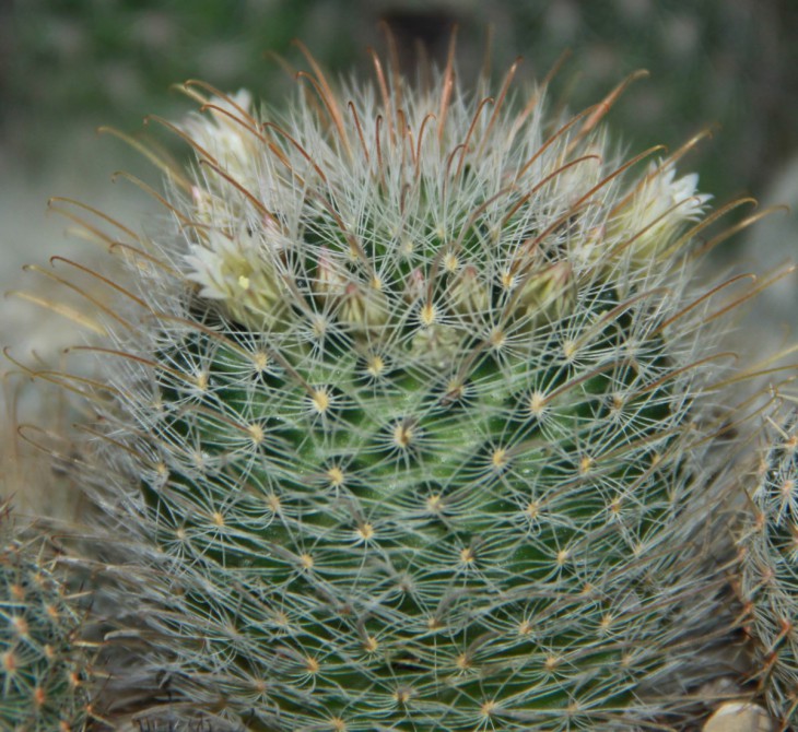 Mammillaria pennispinosa v. nazasensis ML617